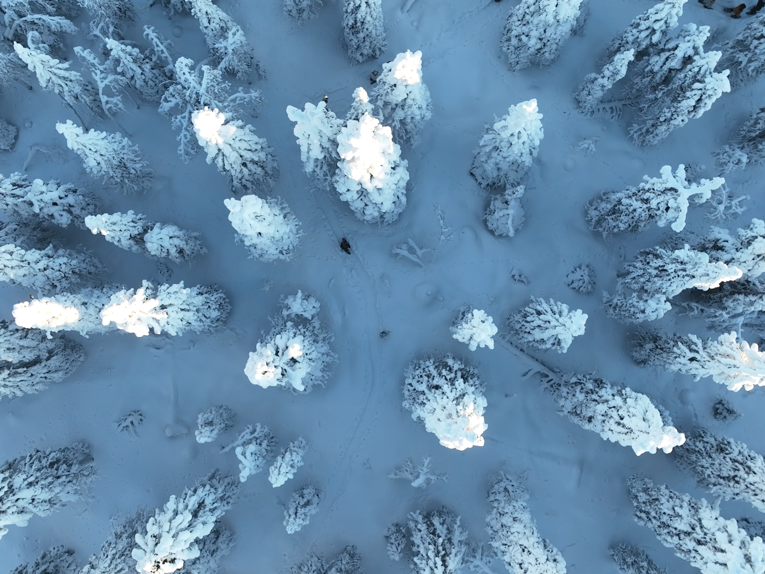 Snow-covered forest in Finland’s Arctic Lakeland