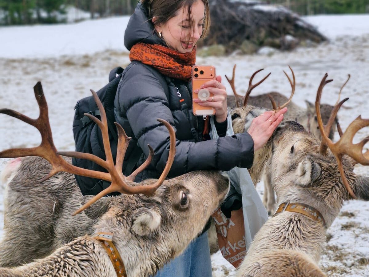 Reindeer at a local farm in Arctic Lakeland, Finland