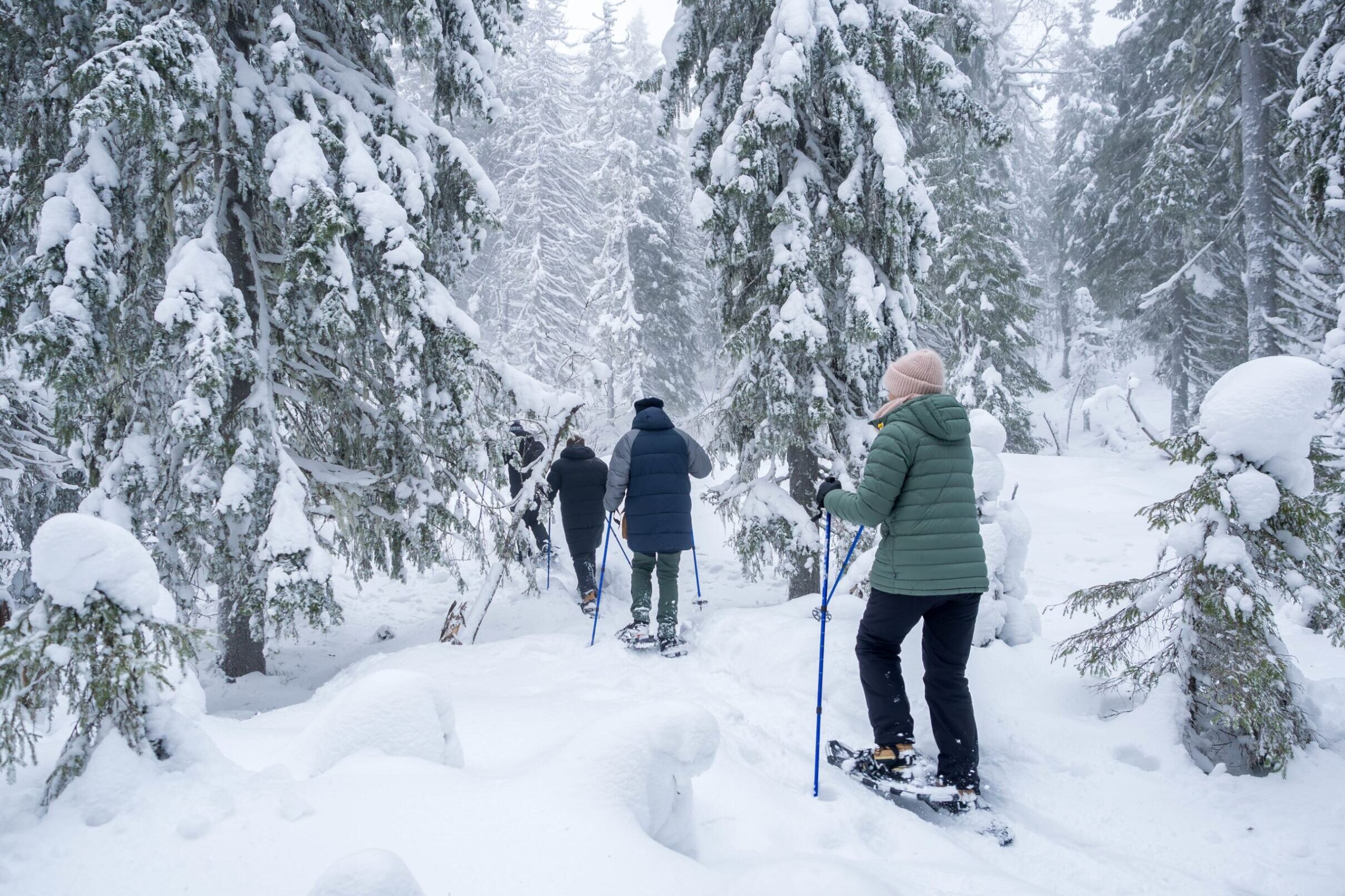 Guided snowshoeing in the ancient forest near Arctic Nest